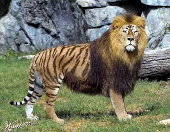 Liger